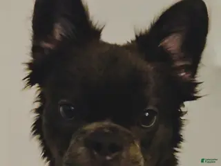 French Bulldog dogs 🐾 Primavera – Female Fluffy French Bulldog Puppy - Ad 6