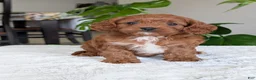 Cavapoo dogs for sale: Kody - Ad 30