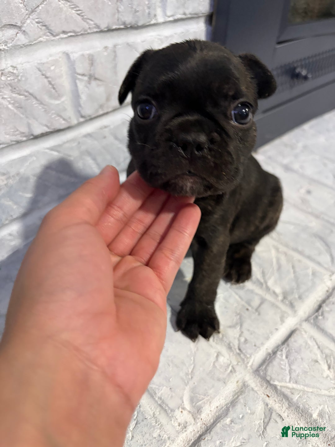 French Bulldog dogs for sale: Smoke - Ad 2
