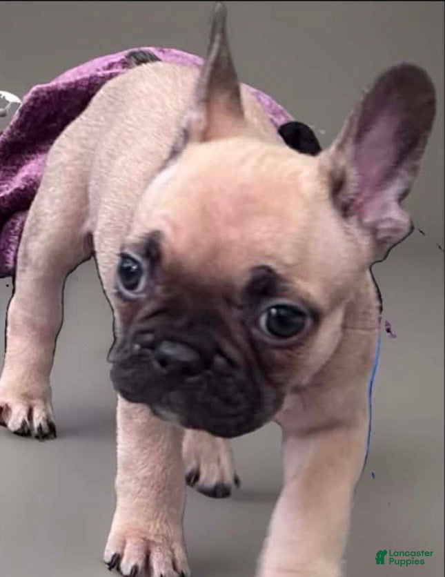 French Bulldog dogs French Bulldog 1 - Ad 2