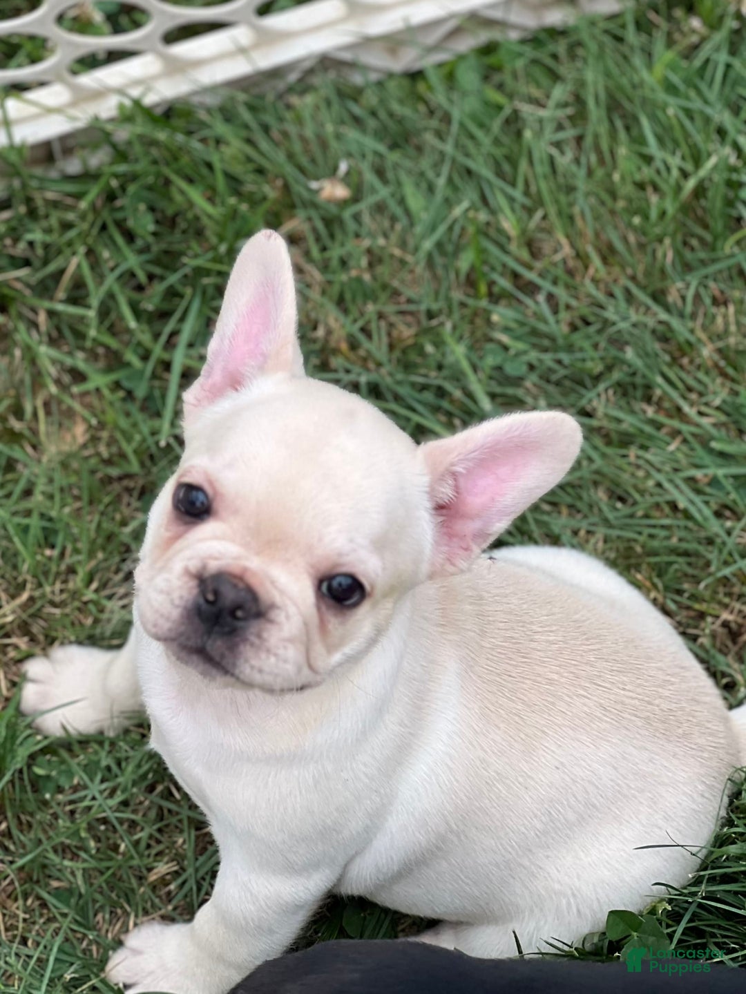 Gallery Image {{count}}