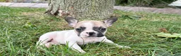 French Bulldog dogs for sale: Barry  - Ad 5