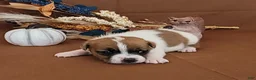 Jack Russell Terrier dogs for sale: Noxx purebred JRT - Ad 3