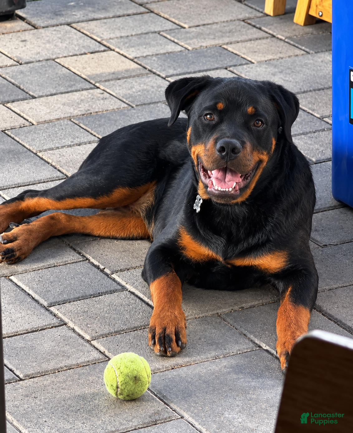 Rottweiler dogs for sale: Rottweiler champion AKC - Ad 2
