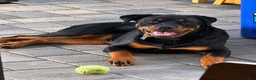 Rottweiler dogs for sale: Rottweiler champion AKC - Ad 2