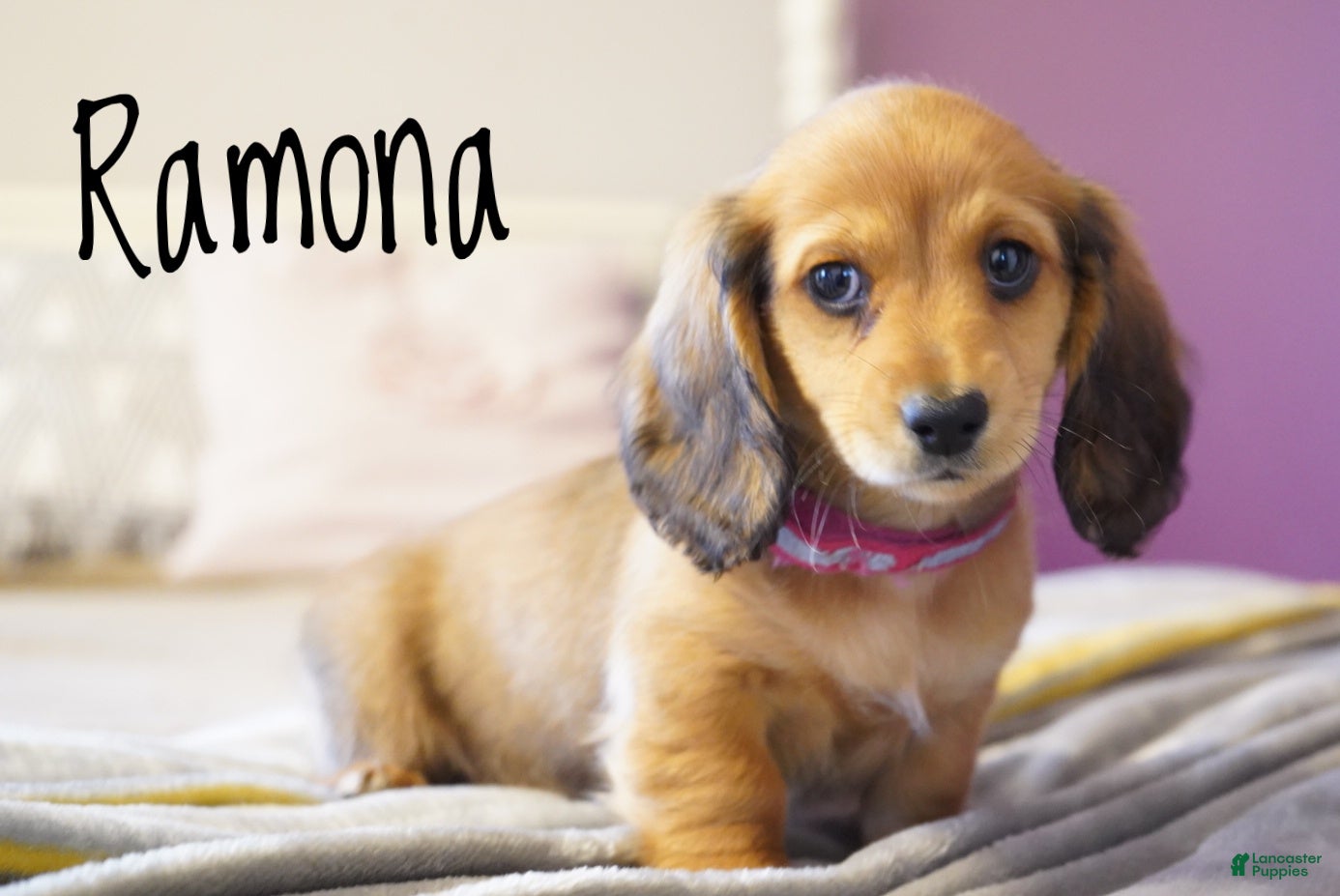 Dachshund dogs Ramona - Ad 2
