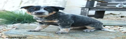 Australian Cattle Dog dogs for sale: Leon - Ad 2