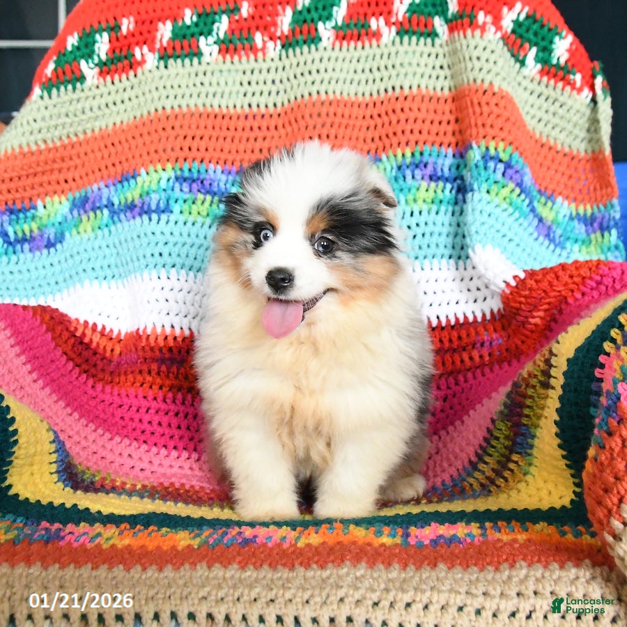 Toy Australian Shepherd dogs Cindy - Ad 2