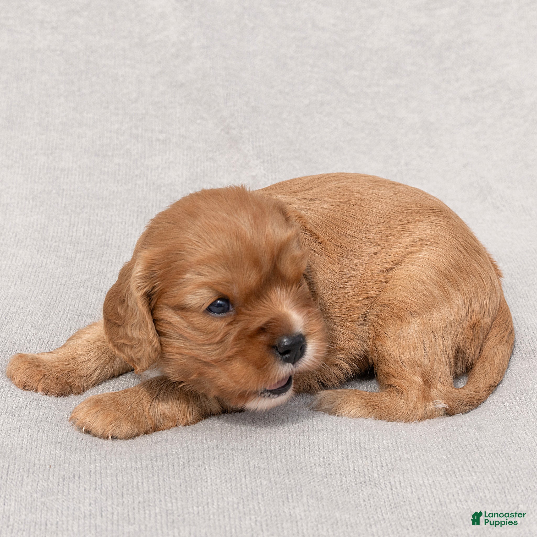 Cavalier King Charles Spaniel dogs Bonnie Cavalier King Charles Spaniel  - Ad 1