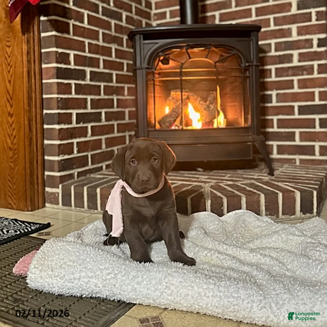 Labrador Retriever dogs for sale: Bailey - Ad 3