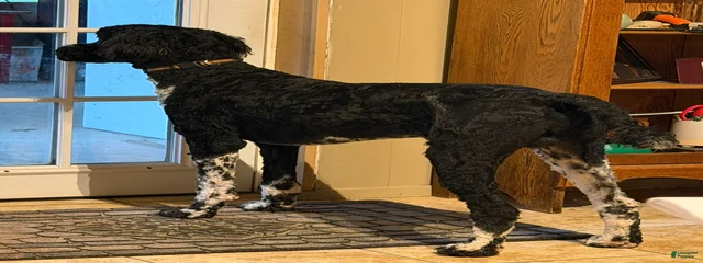 Roscoe