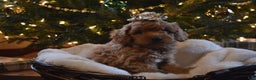 Cavapoo dogs for sale: Presents - Ad 2