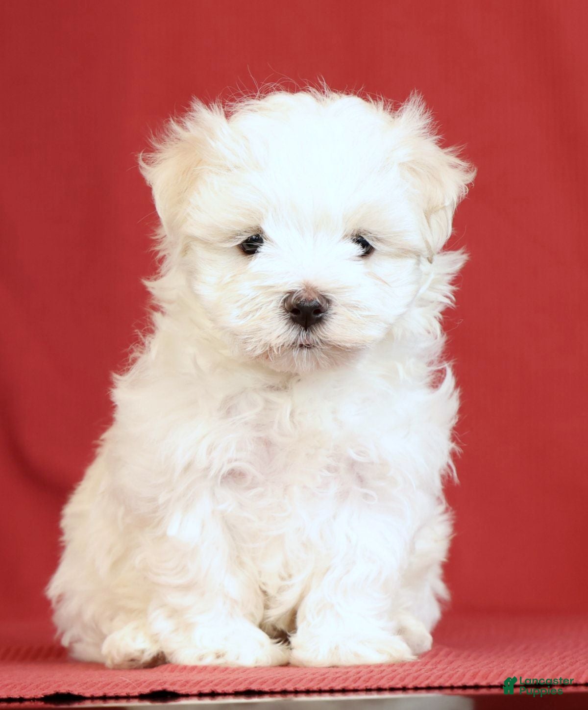 Maltese dogs Amber - Ad 2
