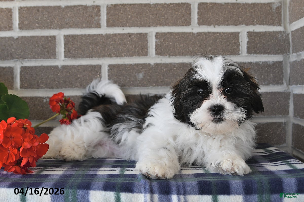 Shih Tzu dogs Rachel - Ad 2