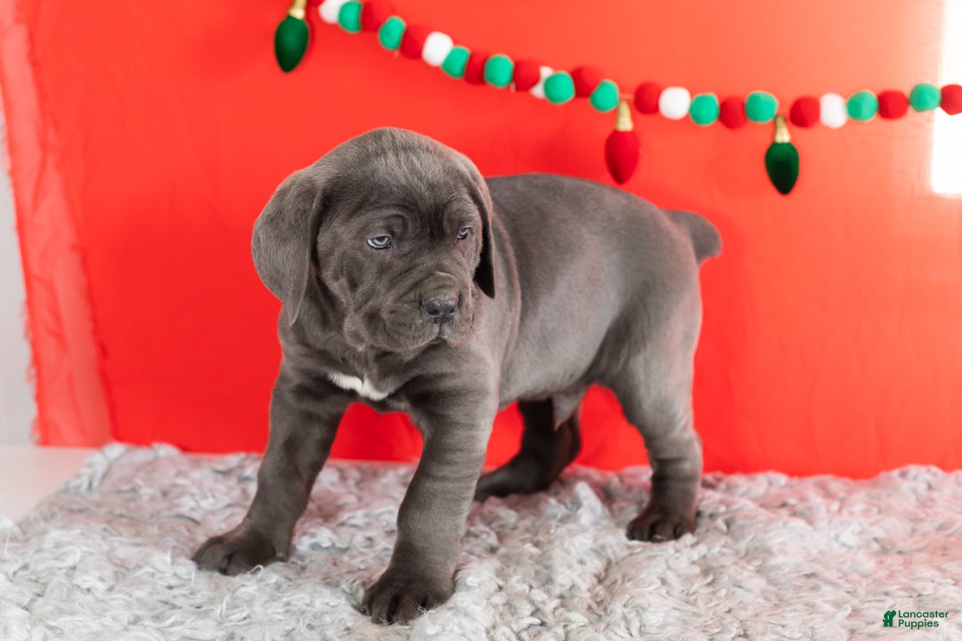 Cane Corso dogs for sale: Sarge  - Ad 4