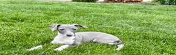 Italian Greyhound dogs for sale: Gina  - Ad 7