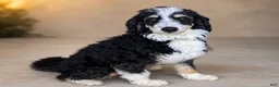 Mini Bernedoodle dogs for sale: Starry - Ad 7