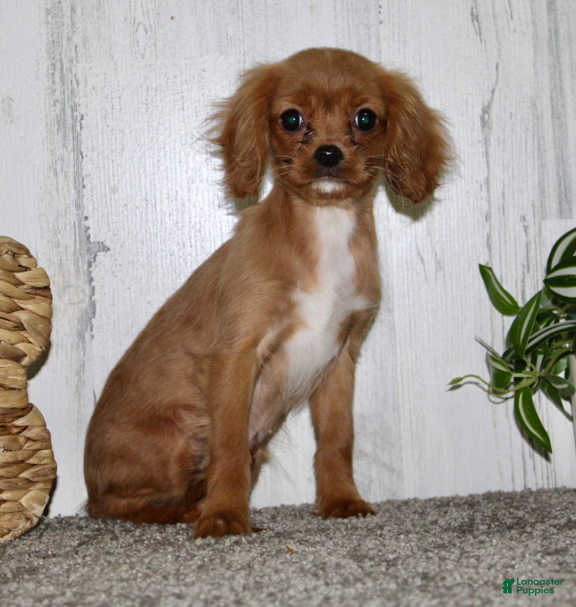 Cavapoo dogs Elsa - Ad 2