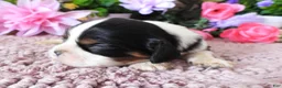 Cavalier King Charles Spaniel dogs for sale: #2 Male (Lulu's) - Ad 3