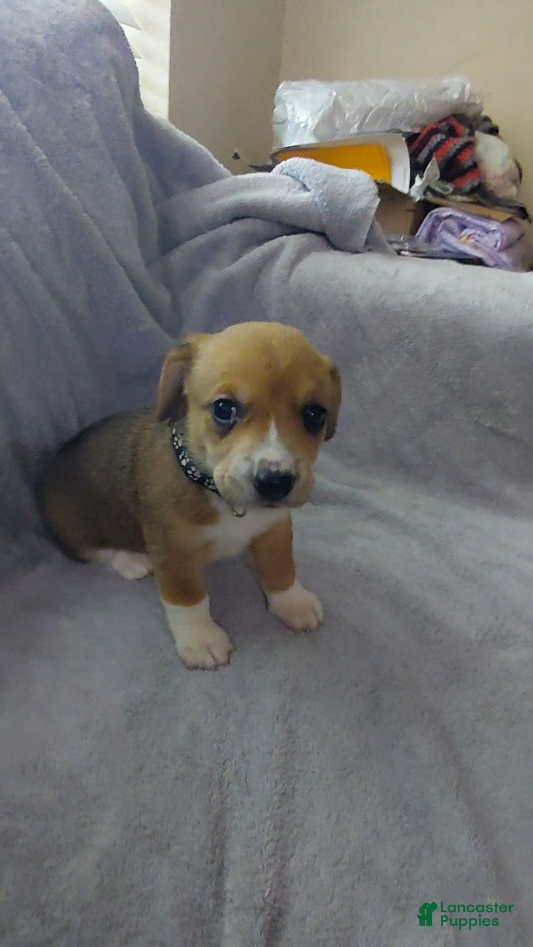 Mixed Breed dogs Beagie 4 - Ad 20