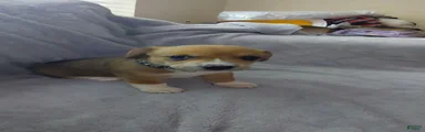 Beagie 4