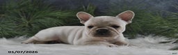 French Bulldog dogs for sale: Alonzo - Ad 4