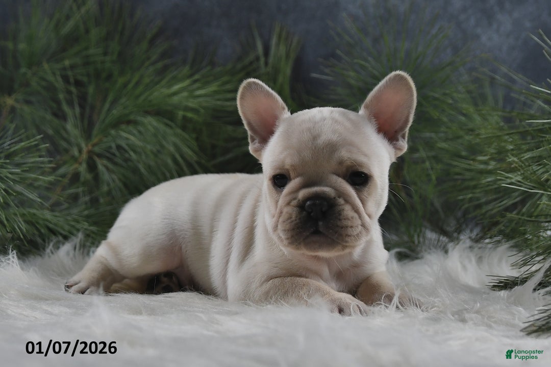 French Bulldog dogs for sale: Alonzo - Ad 4