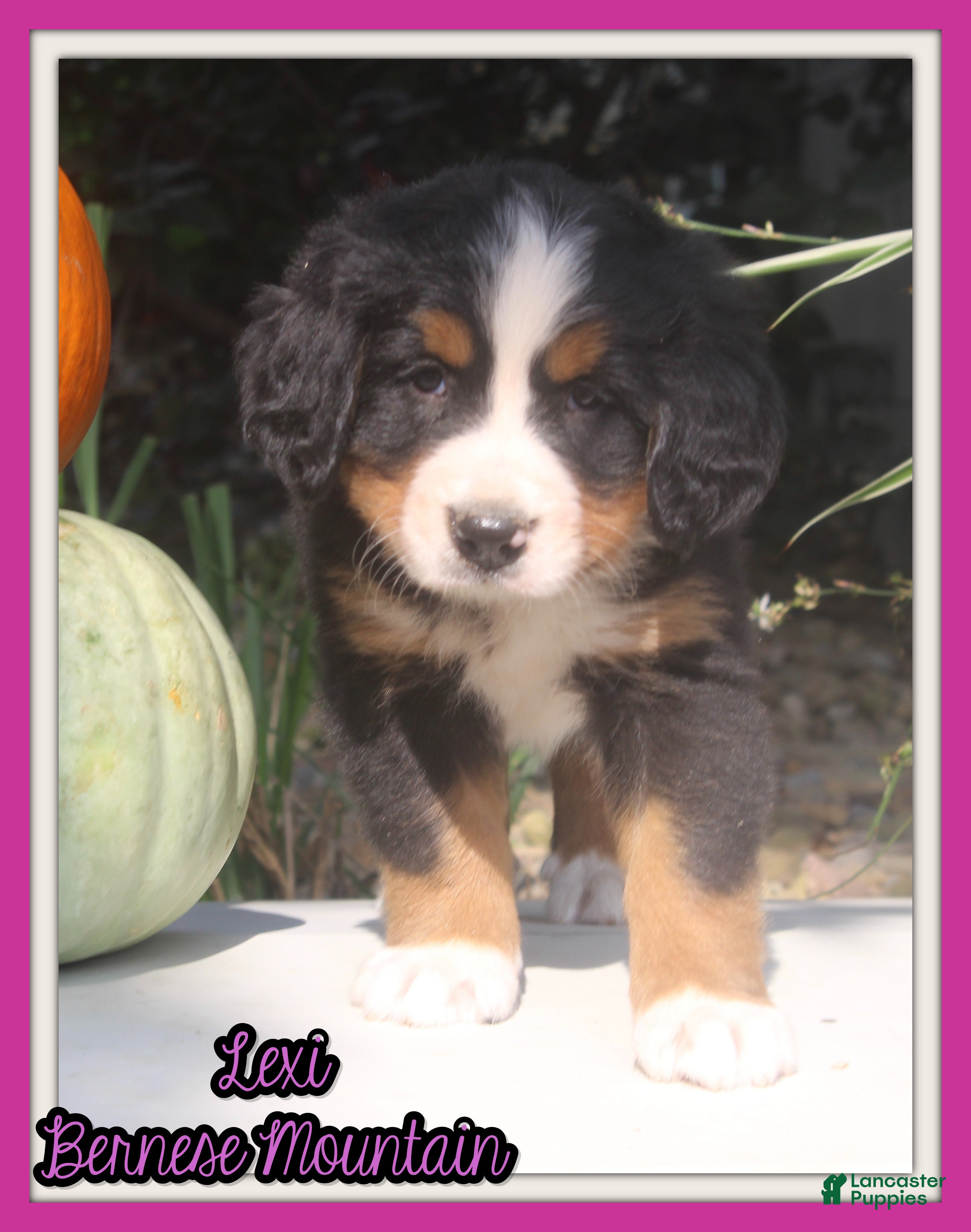 Bernese Mountain Dog dogs Lexi - Ad 1