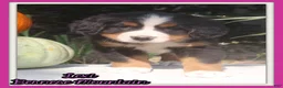 Bernese Mountain Dog dogs for sale: Lexi - Ad 1