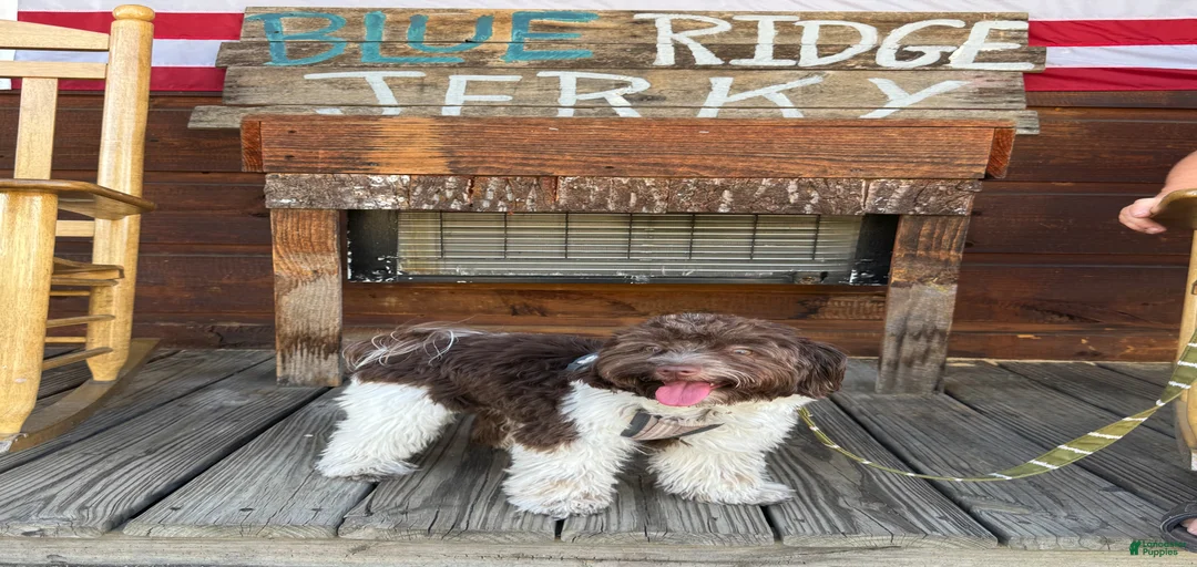 Gallery Image {{count}}