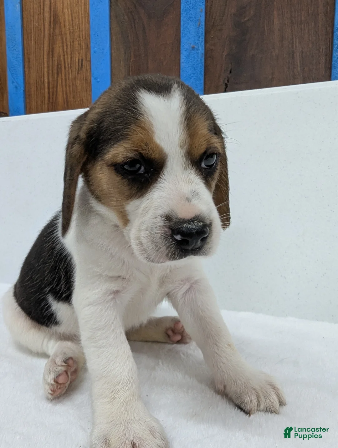 Beagle dogs for sale: Ricky - Ad 2