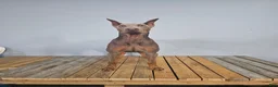 Doberman Pinscher dogs for sale: Kaladin  - Ad 7