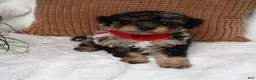 Mini Bernedoodle dogs for sale: Mini Bernedoodle 1 - Ad 7