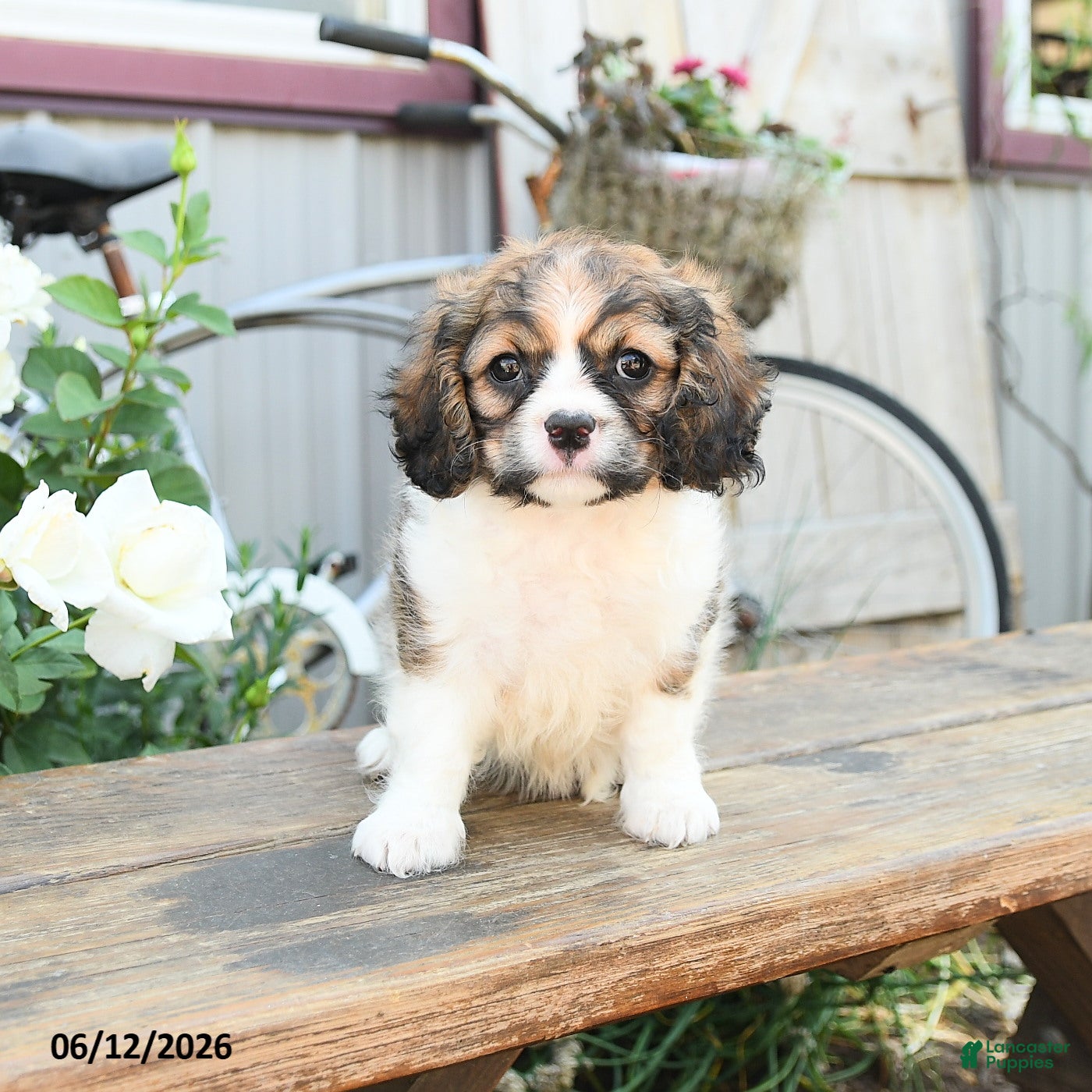 Cavachon dogs Wanda - Ad 2