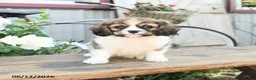 Cavachon dogs for sale: Wanda - Ad 2
