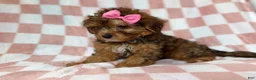 Yorkiepoo dogs for sale: Bailey - Ad 5