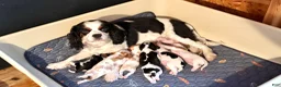 Cavalier King Charles Spaniel dogs for sale: Lucas - Ad 3