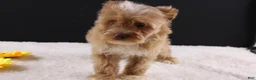 Shihpoo dogs for sale: Theo - Ad 12