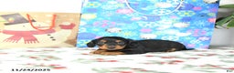 Miniature Dachshund dogs for sale: Lilly - Ad 4