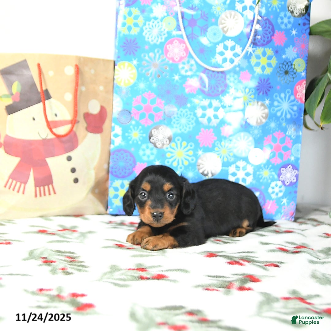 Miniature Dachshund dogs for sale: Lilly - Ad 4