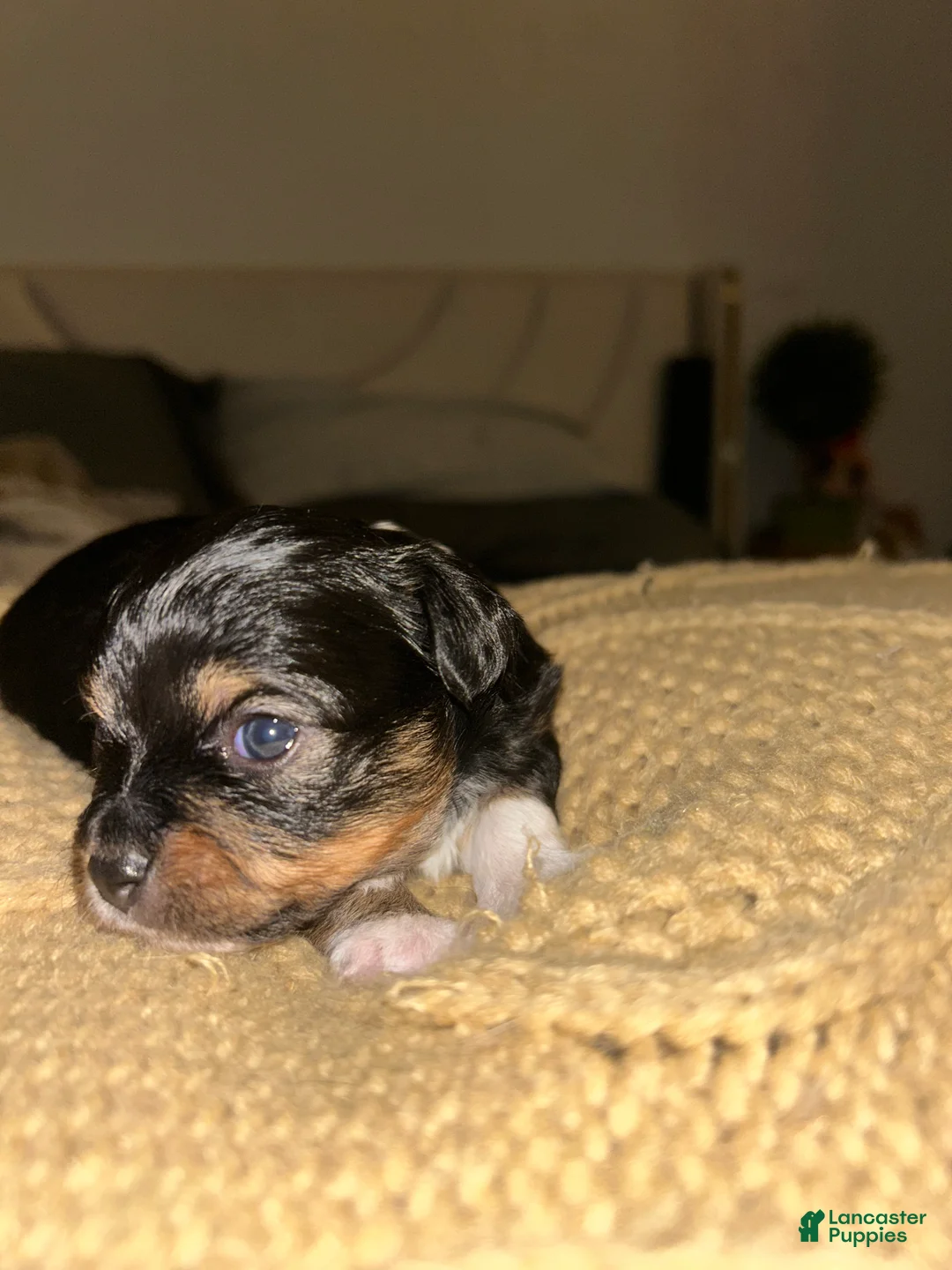 Chihuahua dogs for sale: Chihuahua Puppy 3 - Ad 1