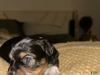 Chihuahua dogs Chihuahua Puppy 3 - Ad 18