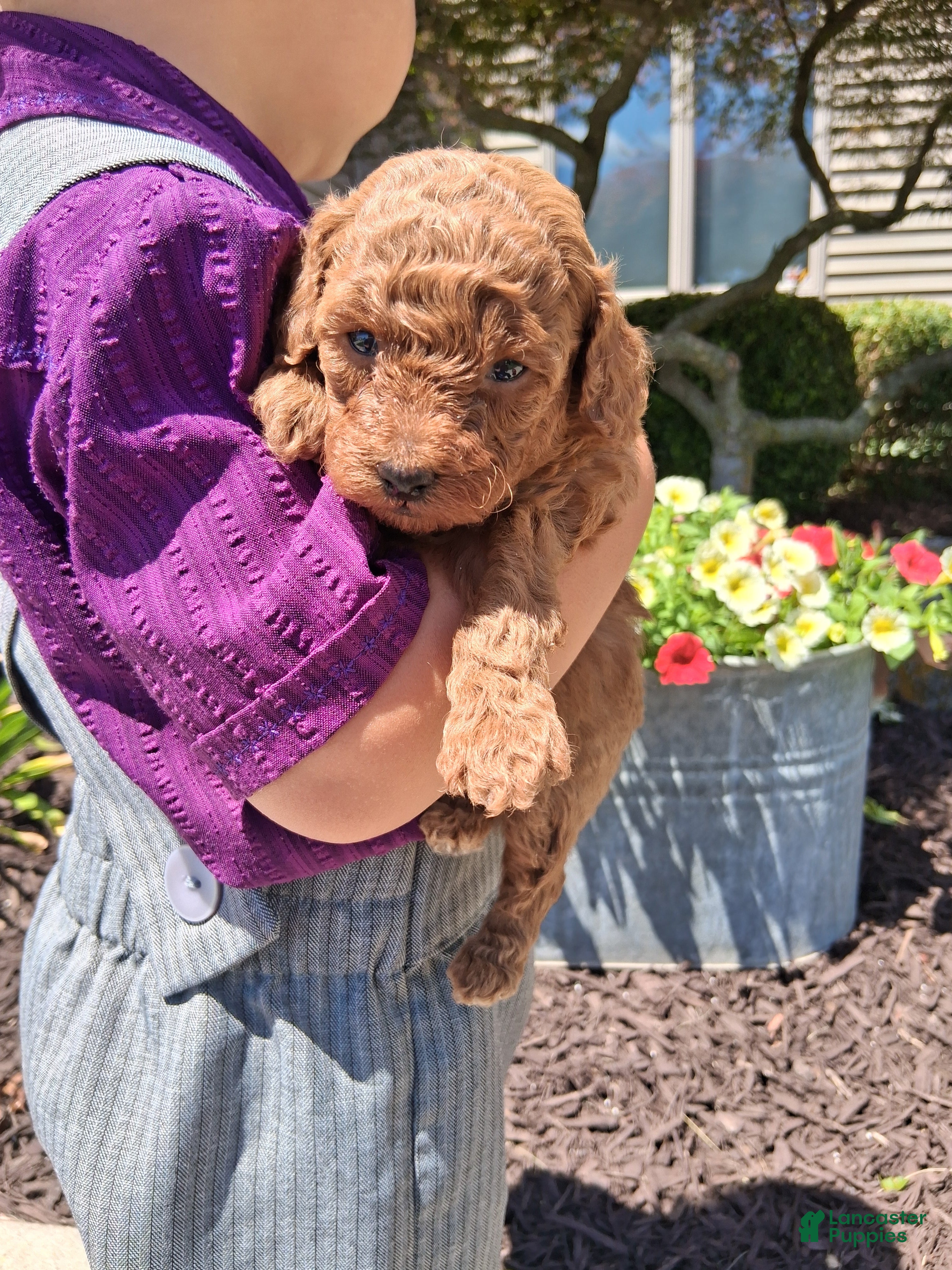 Toy Poodle dogs for sale: Tiny Toy Rose - Ad 3
