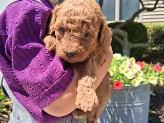 Toy Poodle dogs for sale: Tiny Toy Rose - Ad 3