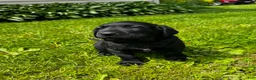 Labrador Retriever dogs for sale: Phillipe - Ad 7