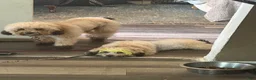 Shihpoo dogs for sale: Shihpoo 4 ~ prince - boy  - Ad 14