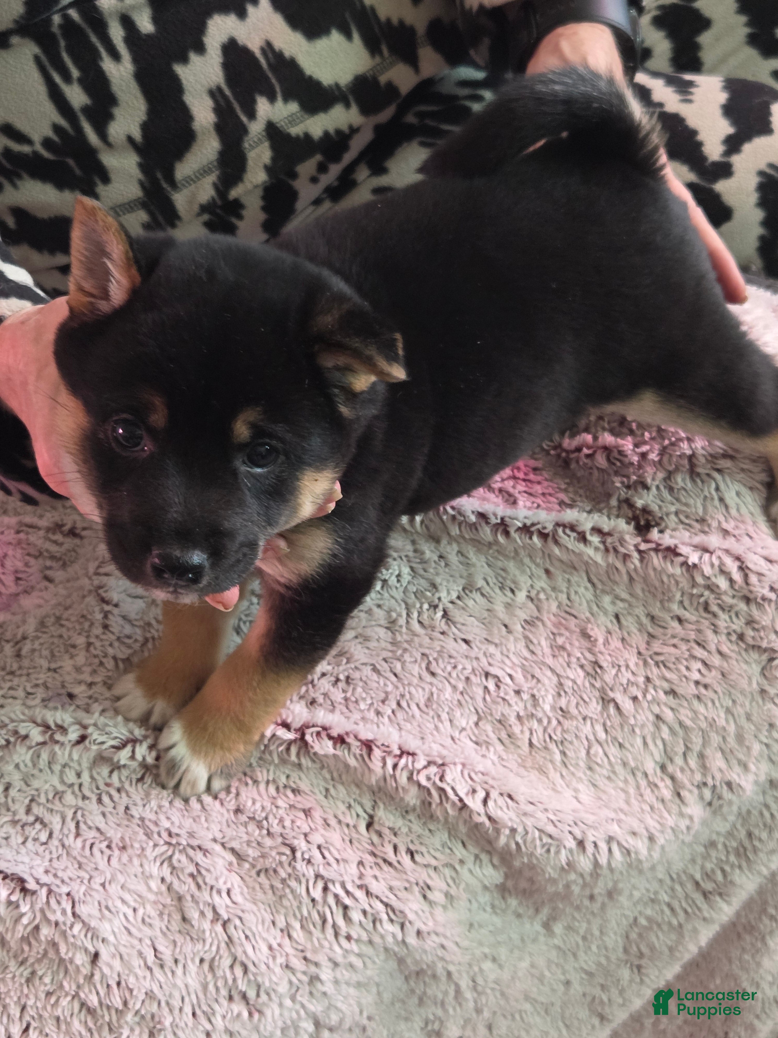 Shiba Inu dogs Shiba Inu Puppy 4 - Ad 39