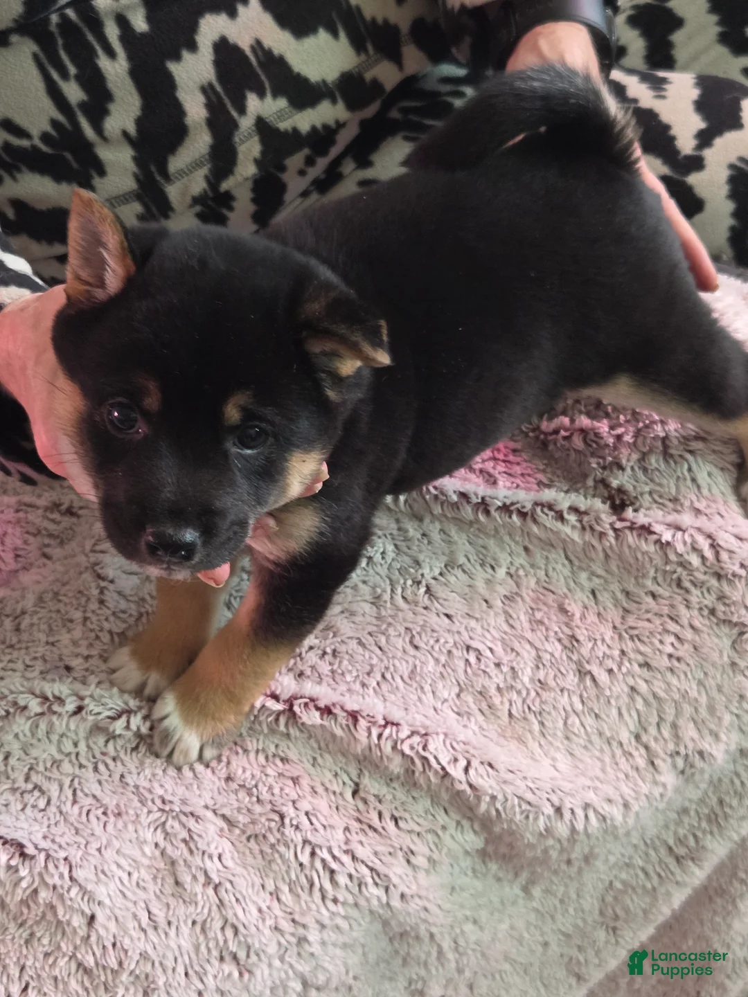 Shiba Inu dogs for sale: Shiba Inu Puppy 4 - Ad 1