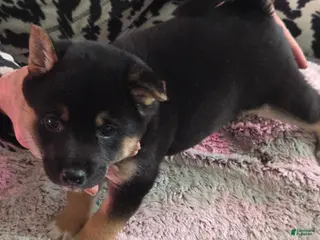 Shiba Inu dogs Shiba Inu Puppy 4 - Ad 39