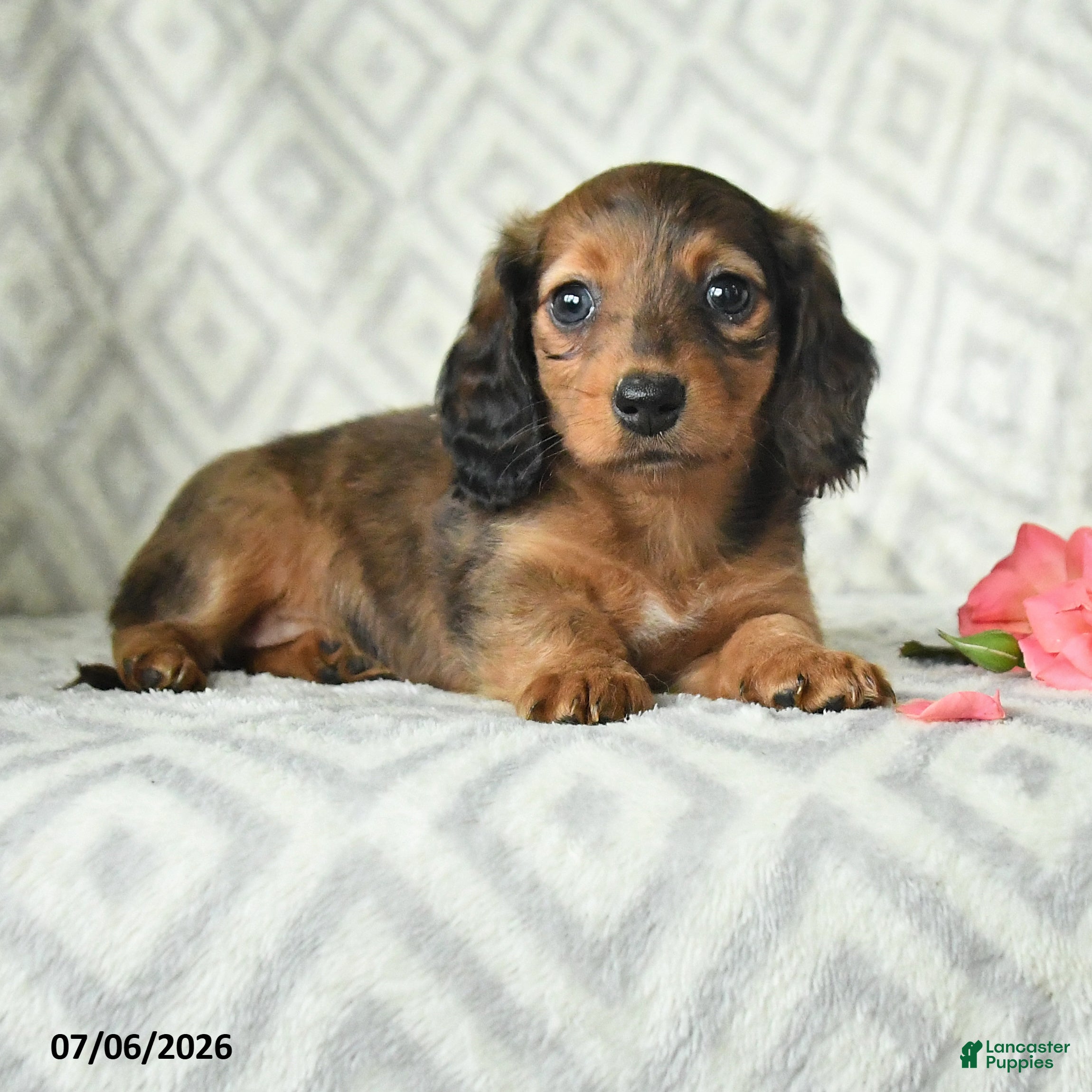 Dachshund dogs Bree - Ad 2